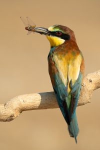 ALBUM ABEJARUCOS 7 1