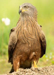 ALBUM HONDO 31 e1769126987803