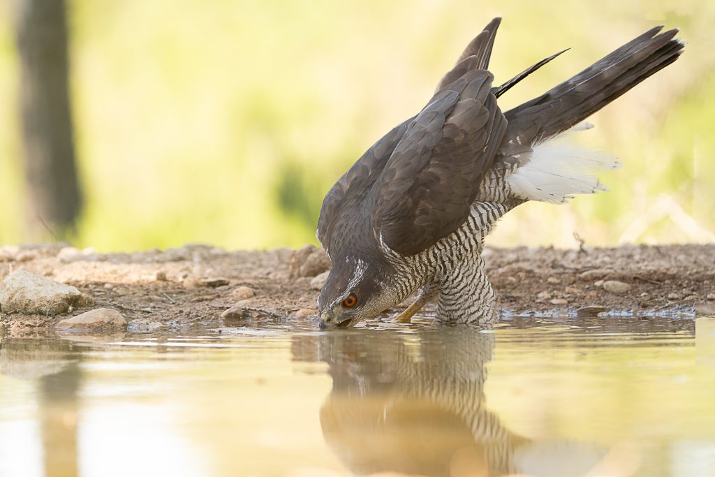 Fotografía de aves en Navarra: guía práctica para empezar con buen pie 1 ALBUM MONTICO 2