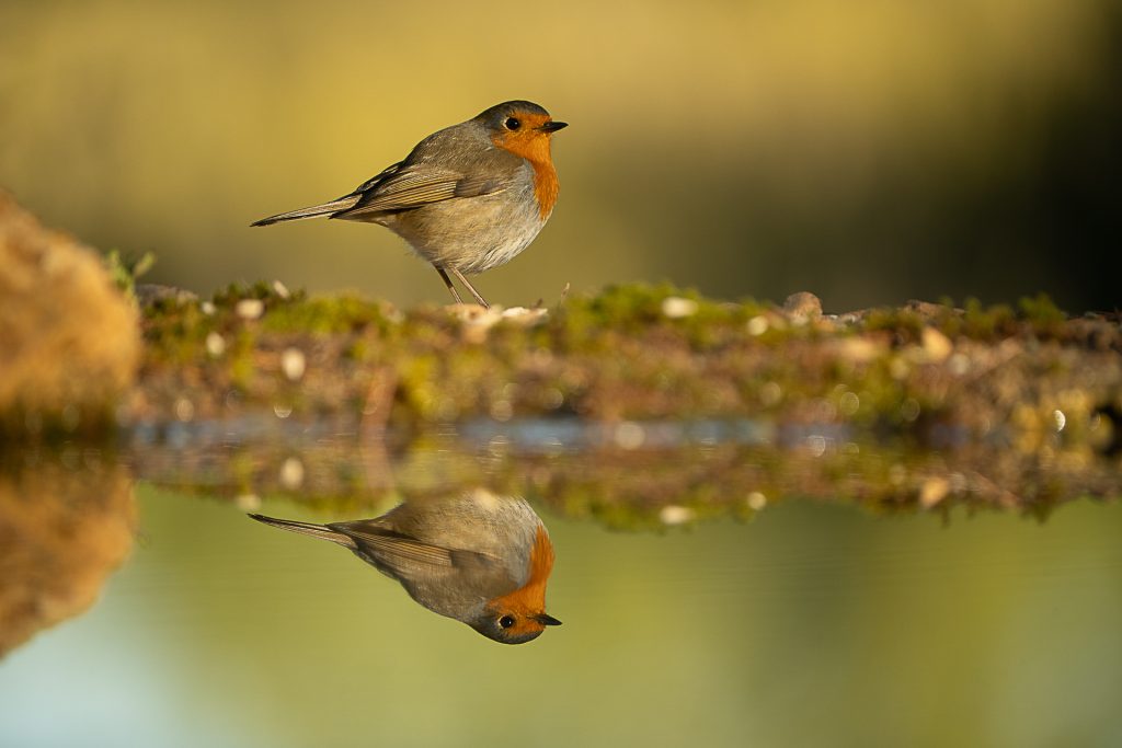 Fotografía de aves en Navarra: guía práctica para empezar con buen pie 2 ALBUM MONTICO 43
