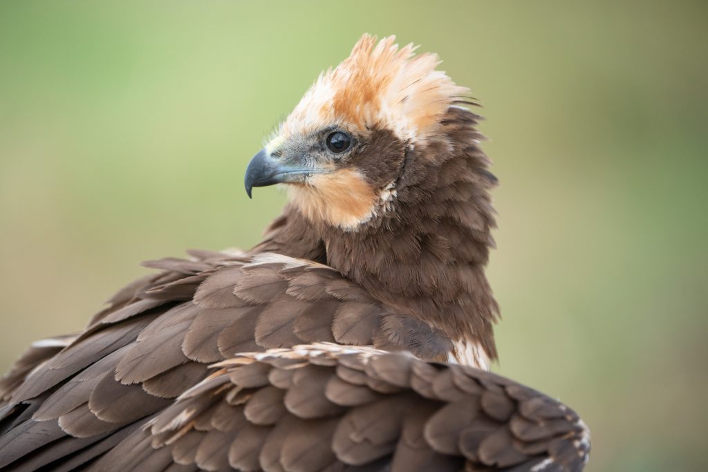 Malone Nature 8 Retrato de aguilucho lagunero