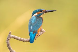 Fotografía de Martín pescador en el hide de Malone Nature en Navarra