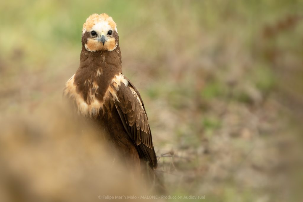 Fotografía de aves: tips y consejos para capturar imágenes impactantes 1 Aguilucho lagunero posado sobre el suelo observando y valorando el entorno antes de acercarse a la comida.