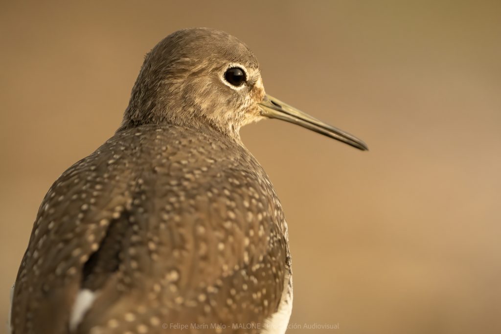 Fotografía de aves: tips y consejos para capturar imágenes impactantes 4 Andamios desde hide en Navarra