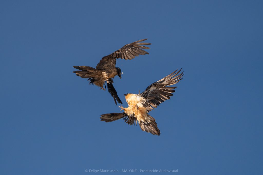 Fotografía de aves: tips y consejos para capturar imágenes impactantes 2 Pelea en vuelo de quebrantahuesos