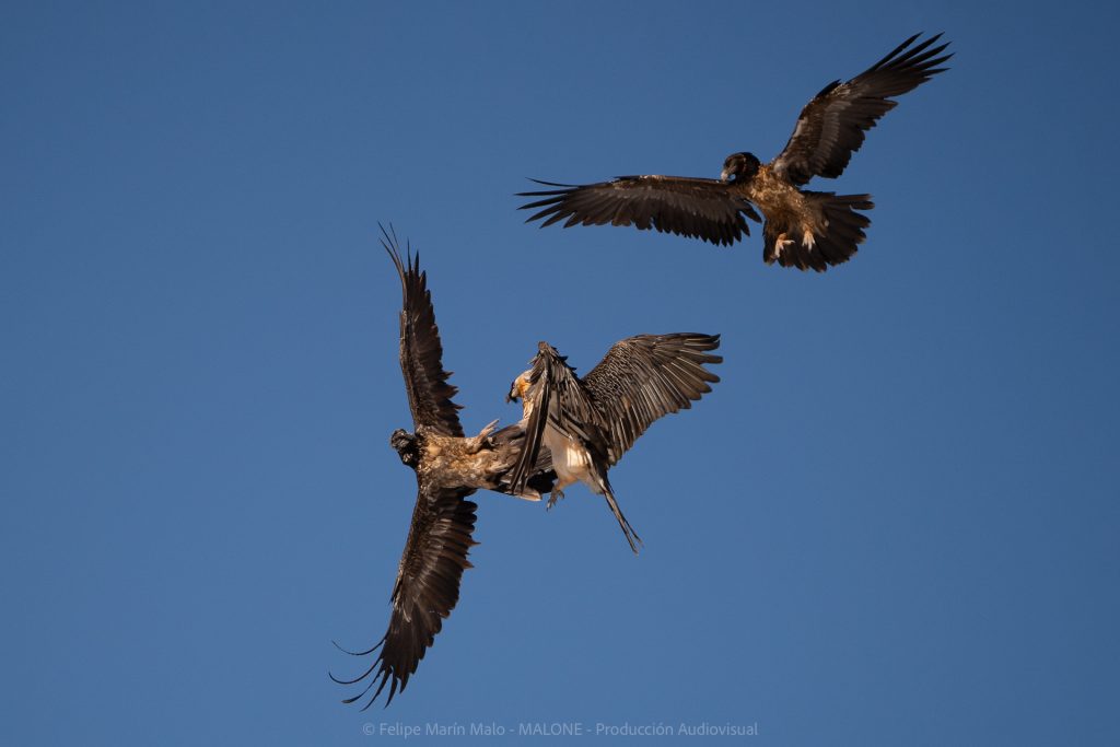 Fotografía de aves: tips y consejos para capturar imágenes impactantes 3 Quebrantahuesos, pelea en vuelo