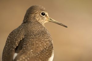 Andarríos Grande en el hide El hondo en Marcilla, Navarra