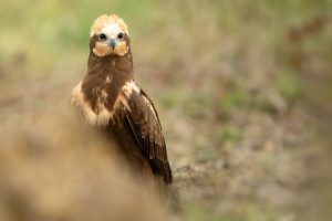 Aguilucho Lagunero en el hide El hondo en Marcilla, Navarra