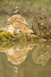 Lavandera blanca en el hide El hondo en Marcilla, Navarra