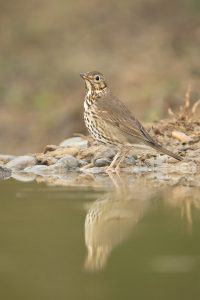 Zorzal en el hide El hondo en Marcilla, Navarra