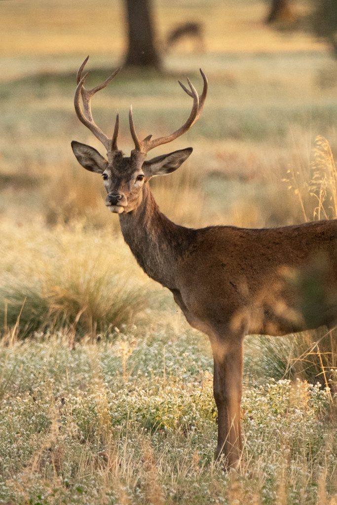 Malone Nature 2 berrea ciervo cabaneros fotografia de naturaleza malone nature