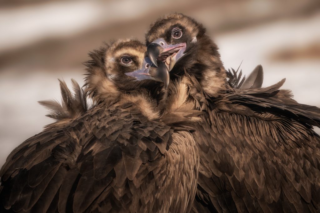 Malone Nature 13 Pareja de buitre negro acicalándose
