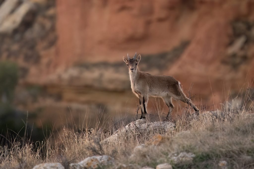 Malone Nature 10 Cabra montesa en los riscos