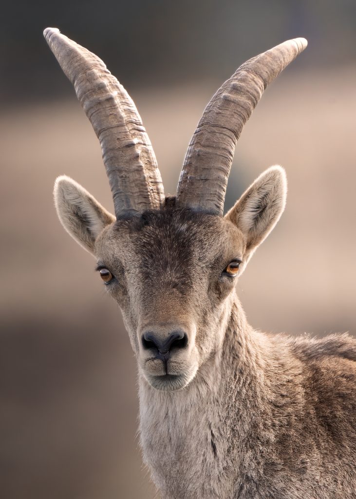 Grullas en la Laguna de Gallocanta 5 Retrato de macho cabra montesa