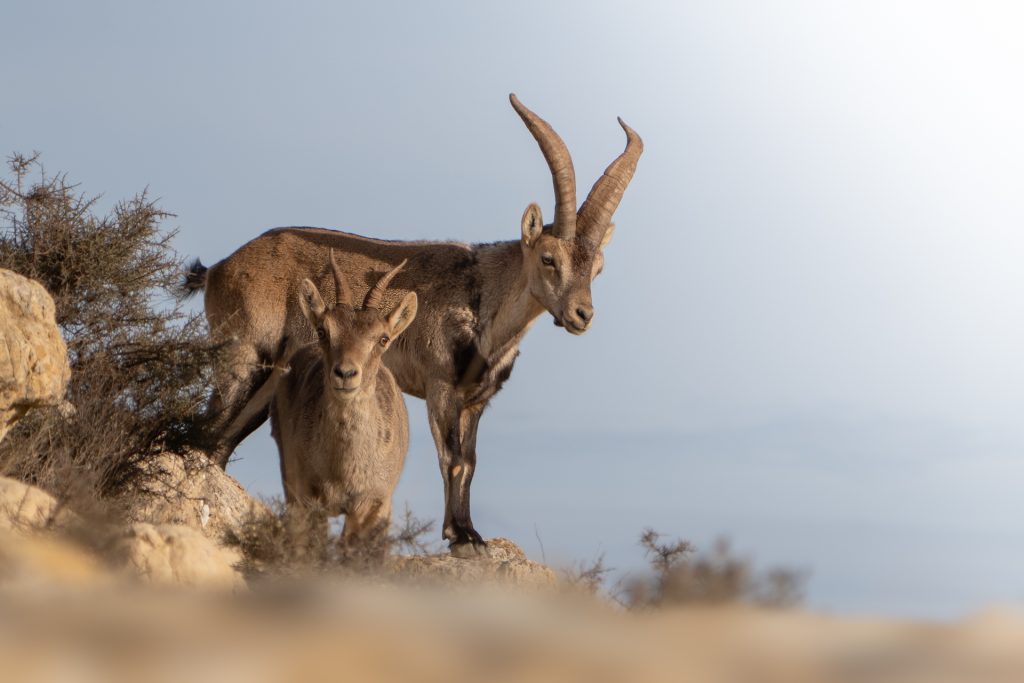 Malone Nature 3 Pareja de cabras montesas