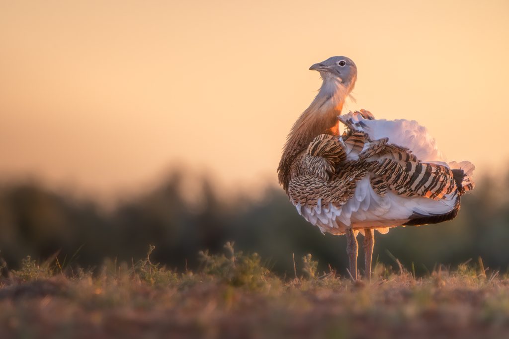 Avutarda común en celo en paisaje estepario de Monegros