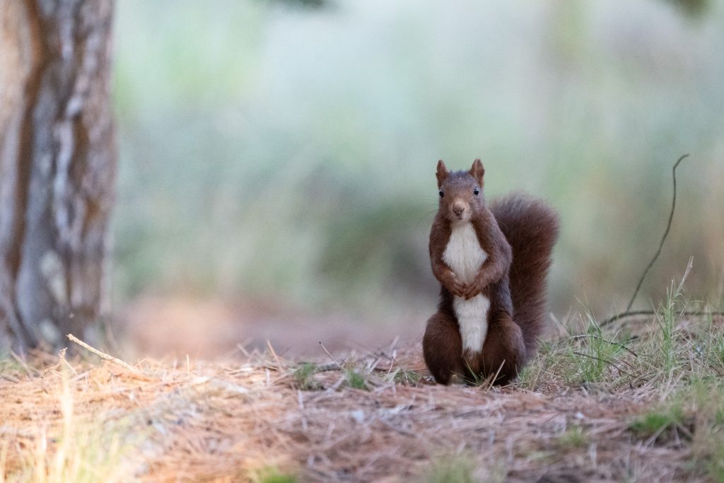 Fotografiar ardillas 4 fotografiar ardillas fotografia de naturaleza malone nature vertical