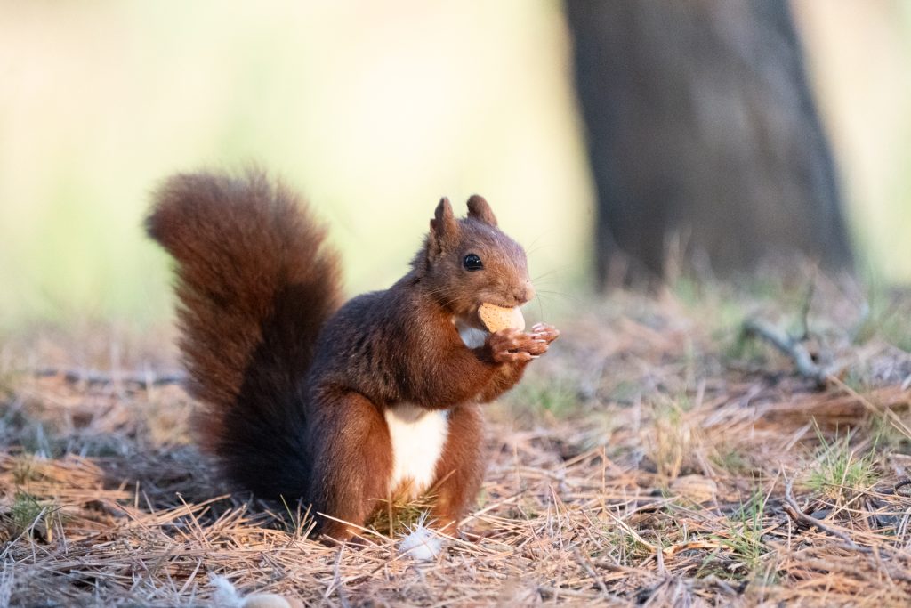 Fotografiar ardillas 6 fotografiar ardillas fotografia de naturaleza malone nature vertical 2