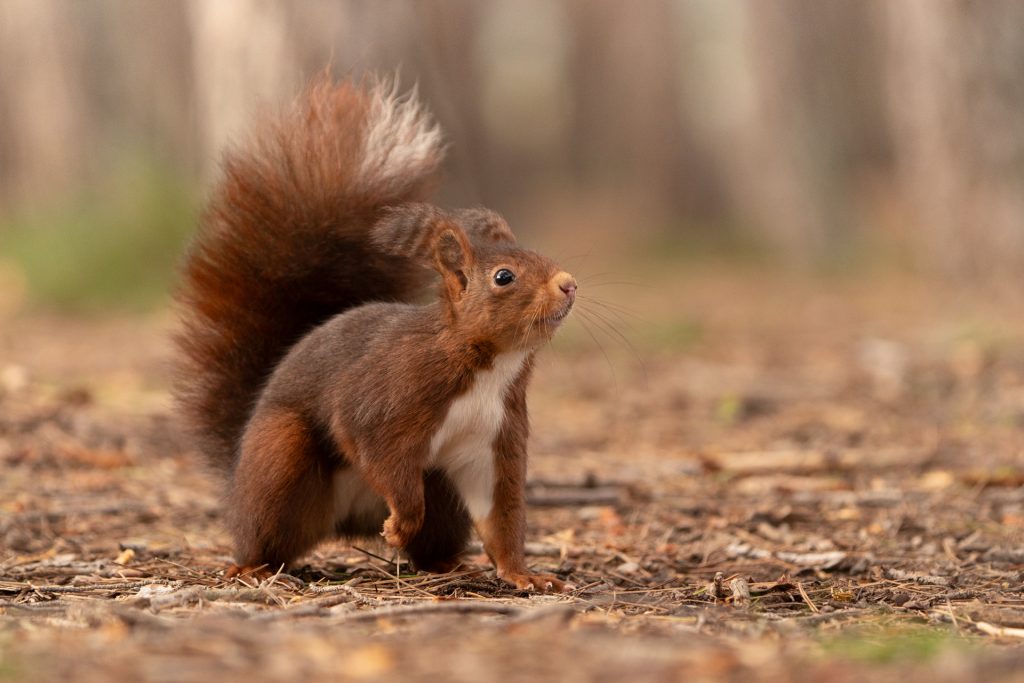 Fotografiar ardillas 3 fotografiar ardillas fotografia de naturaleza malone nature vertical 3