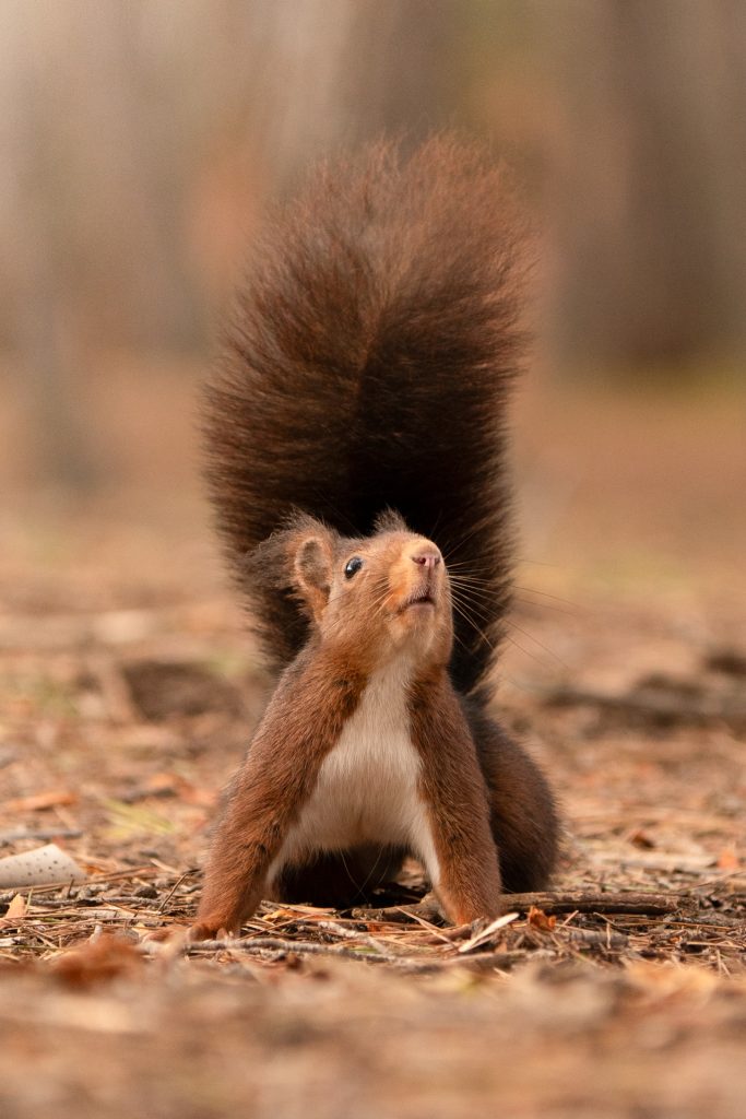 Fotografiar ardillas 2 fotografiar ardillas fotografia de naturaleza malone nature vertical 4