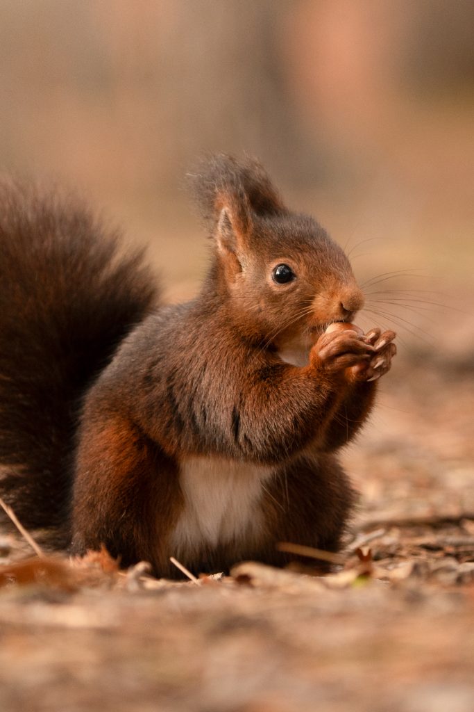 Fotografiar ardillas 10 fotografiar ardillas fotografia de naturaleza malone nature vertical 5
