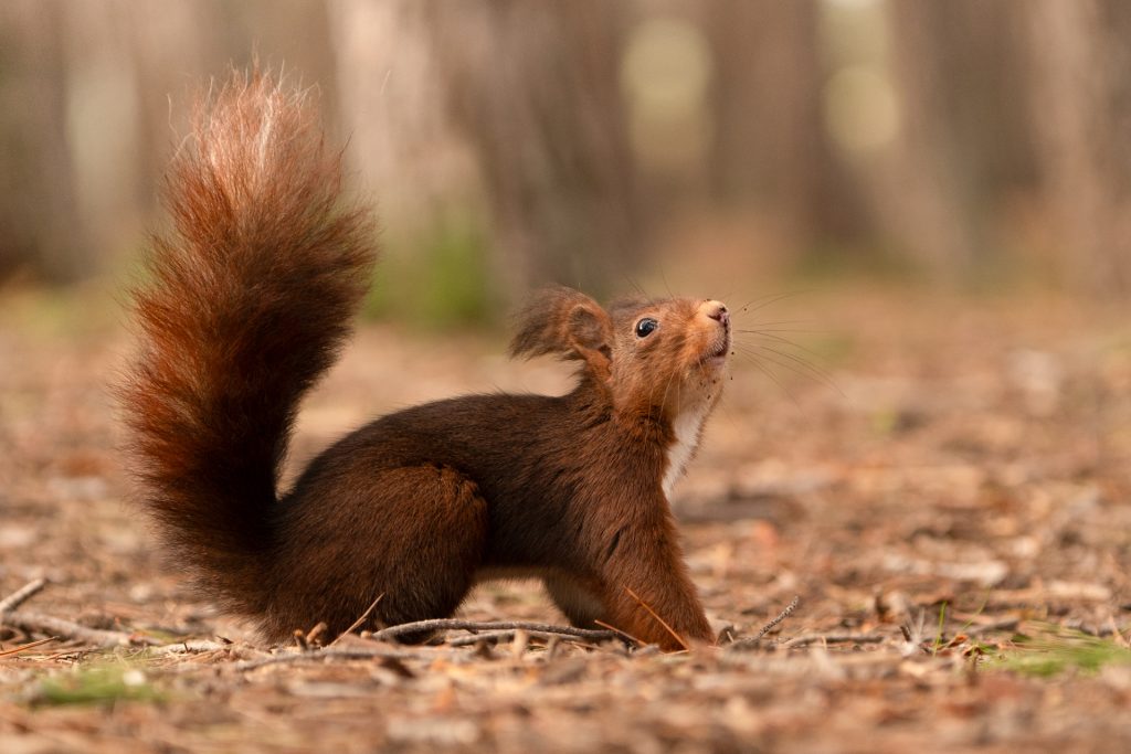 Fotografiar ardillas 8 fotografiar ardillas fotografia de naturaleza malone nature vertical 6