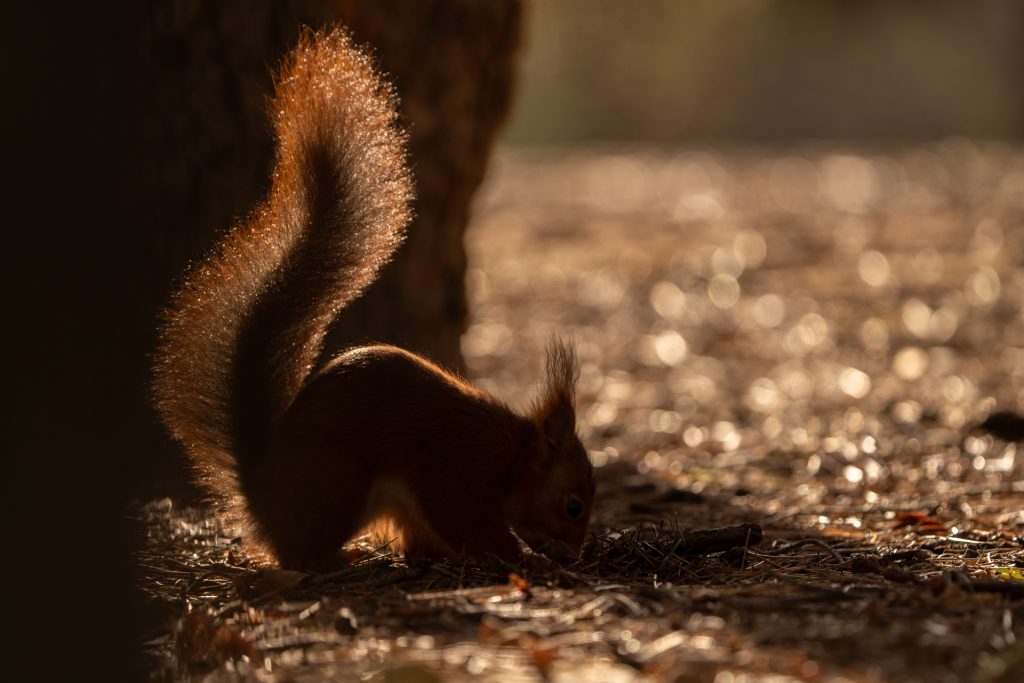 Fotografiar ardillas 9 fotografiar ardillas fotografia de naturaleza malone nature vertical 7