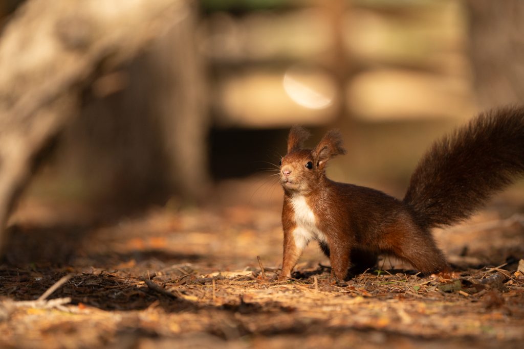Fotografiar ardillas 11 fotografiar ardillas fotografia de naturaleza malone nature vertical 8
