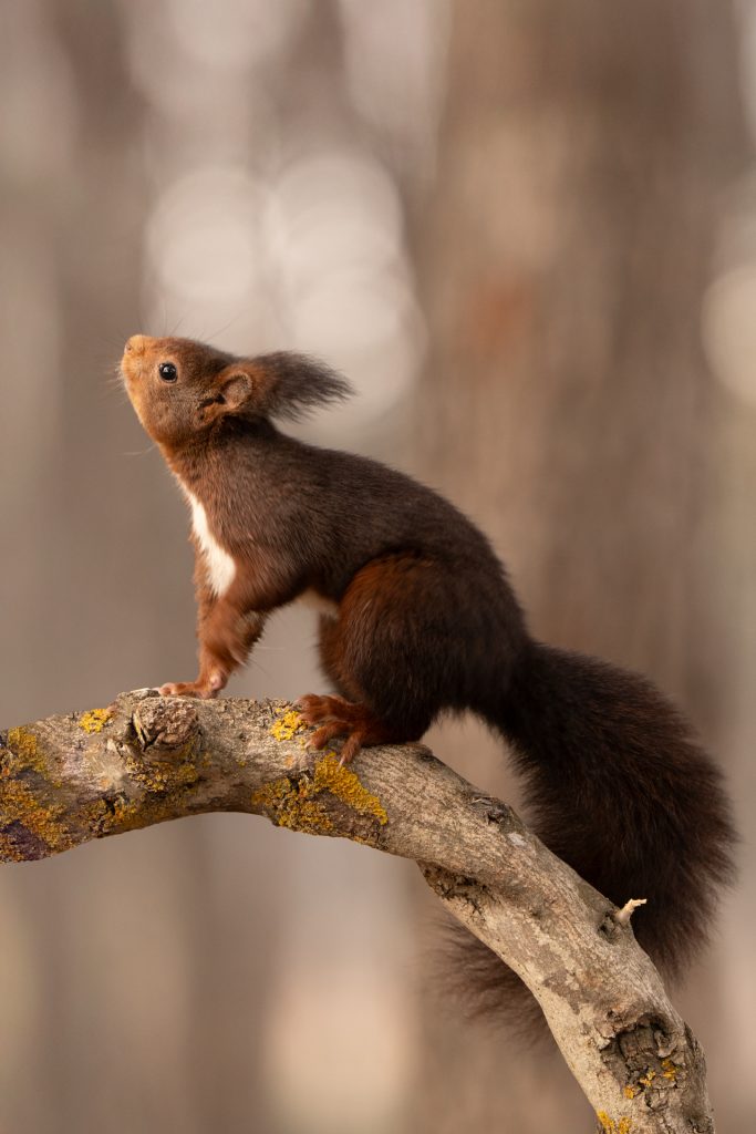 Fotografiar ardillas 7 fotografiar ardillas fotografia de naturaleza malone nature vertical 9