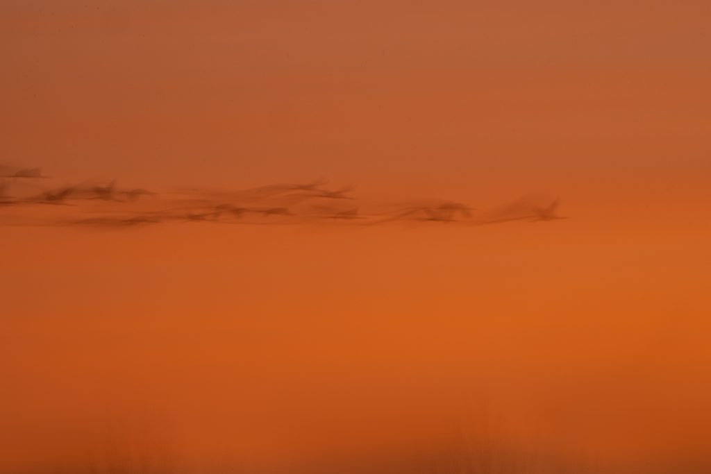Grullas en la Laguna de Gallocanta 4 Larga exposición de grullas al amanecer en la Laguna de Gallocanta.