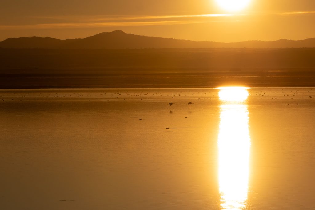 Grullas en la Laguna de Gallocanta 3 Atardecer en la Laguna de Gallocanta