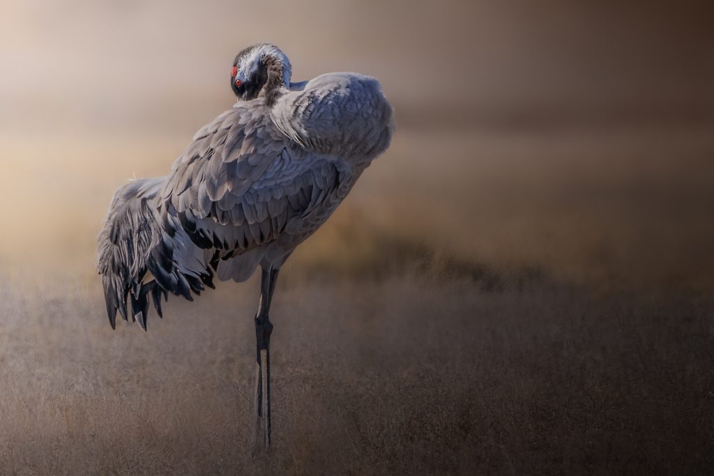 Grullas en la Laguna de Gallocanta 6 Grulla acicalándose en la Laguna de Gallocanta