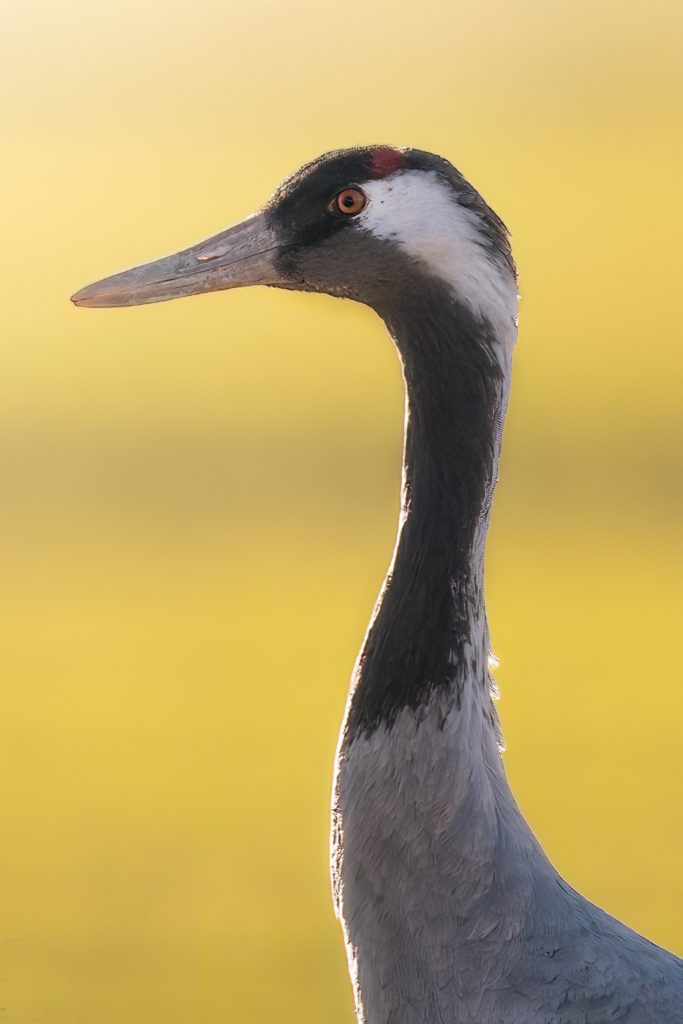 Grullas en la Laguna de Gallocanta 8 Retrato a contraluz de grulla en la Laguna de Gallocanta