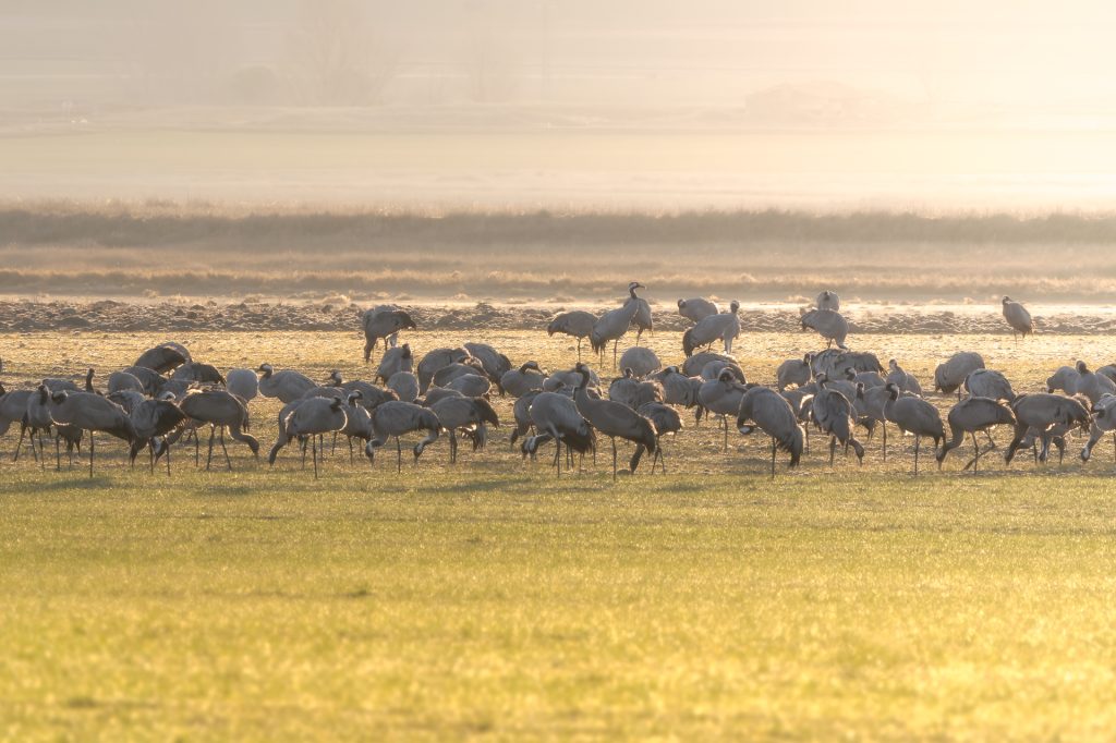 Grullas en la Laguna de Gallocanta 10 Grullas comiendo en la Laguna de Gallocanta