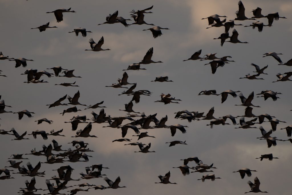 Malone Nature 5 Migración de grullas en la laguna de Gallocanta.
