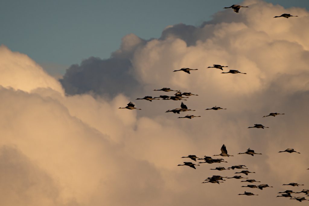 Grullas en la Laguna de Gallocanta 7 Migración de las Grullas en la Laguna de Gallocanta