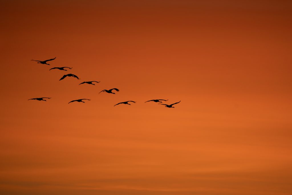 Malone Nature 11 Grullas al amanecer en la Laguna de Gallocanta.