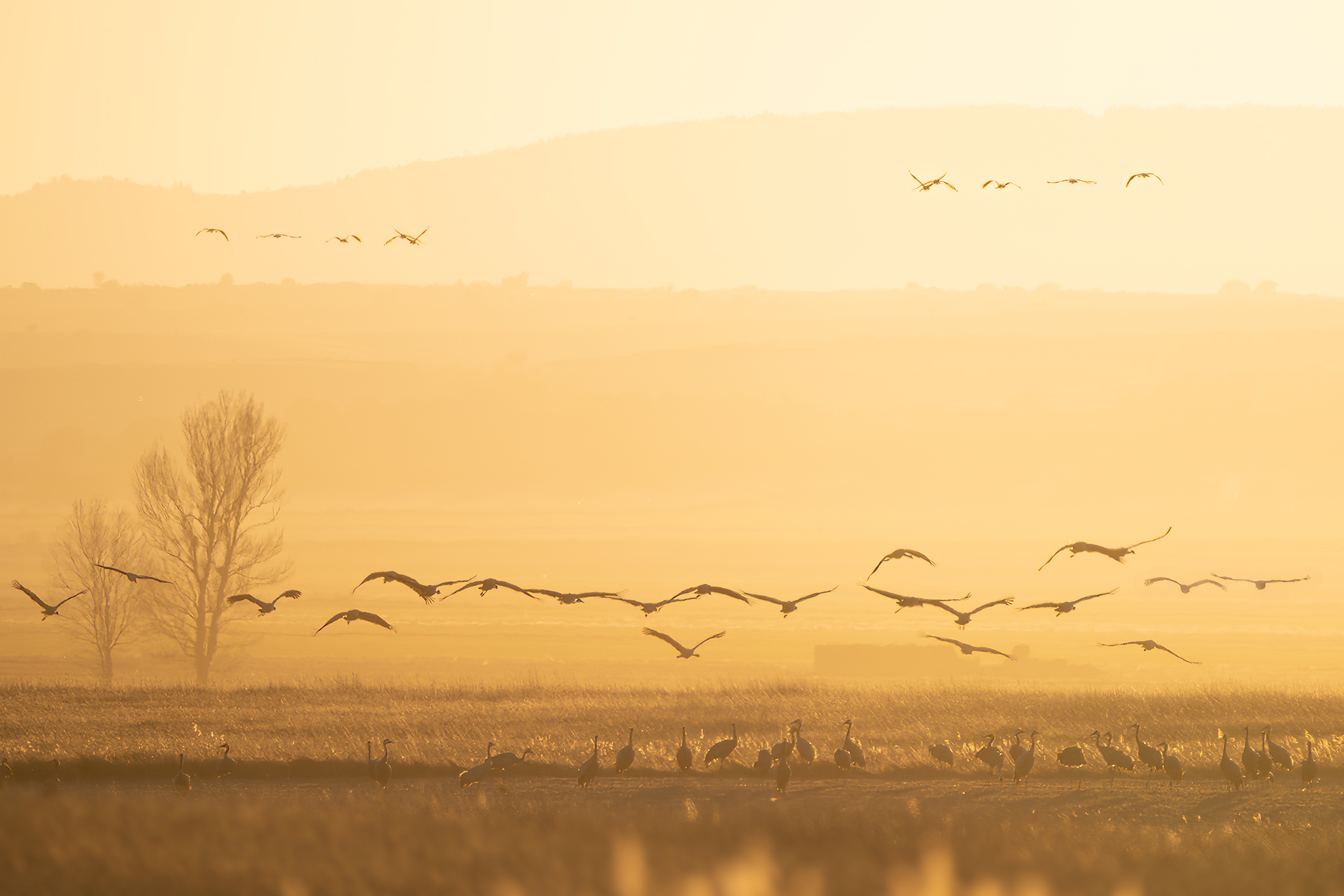 Grullas en la Laguna de Gallocanta al amanecer.