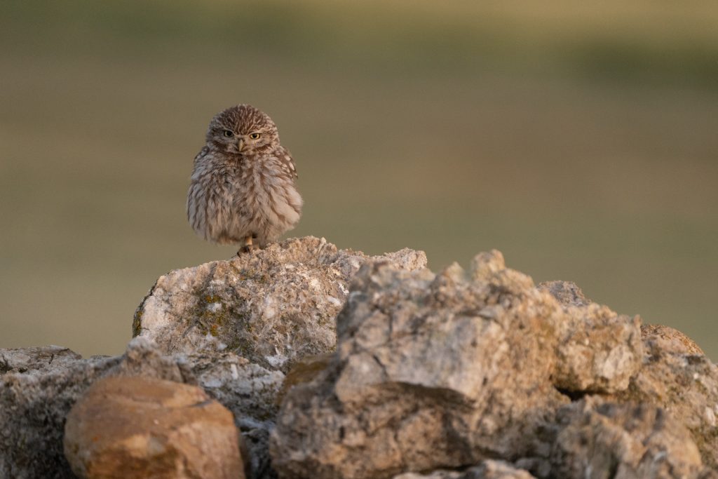 El mochuelo: pequeña pero fascinante rapaz nocturna 1 hide de mochuelo fotografia de naturaleza malone nature vertical 2