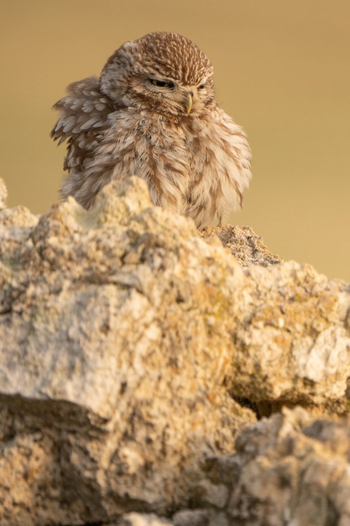 El mochuelo: pequeña pero fascinante rapaz nocturna 2 mochuelo en Navarra fotografia de naturaleza malone nature vertical 6