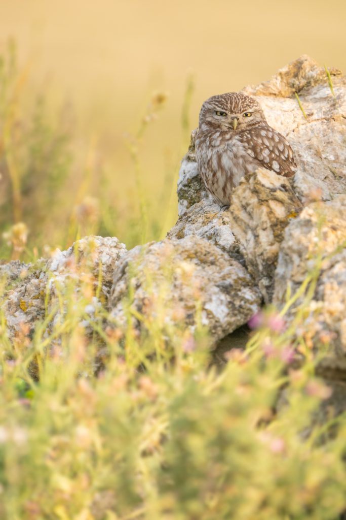 Malone Nature 4 Mochuelo en primavera