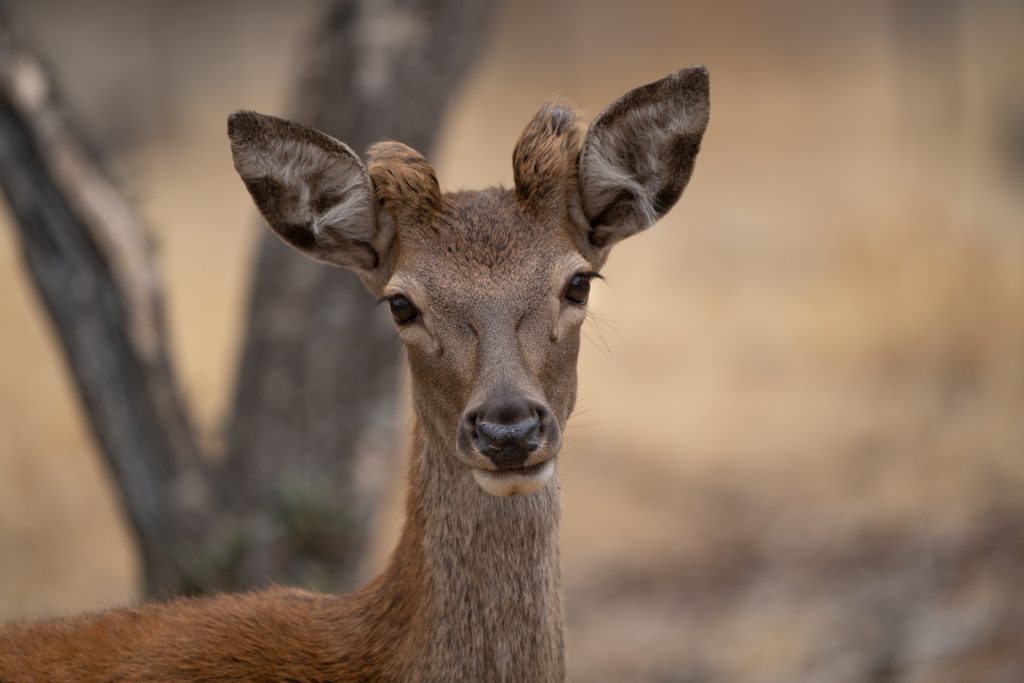 Berrea del ciervo 3 salida fotografica berrea del ciervo fotografia de naturaleza malone nature vertical
