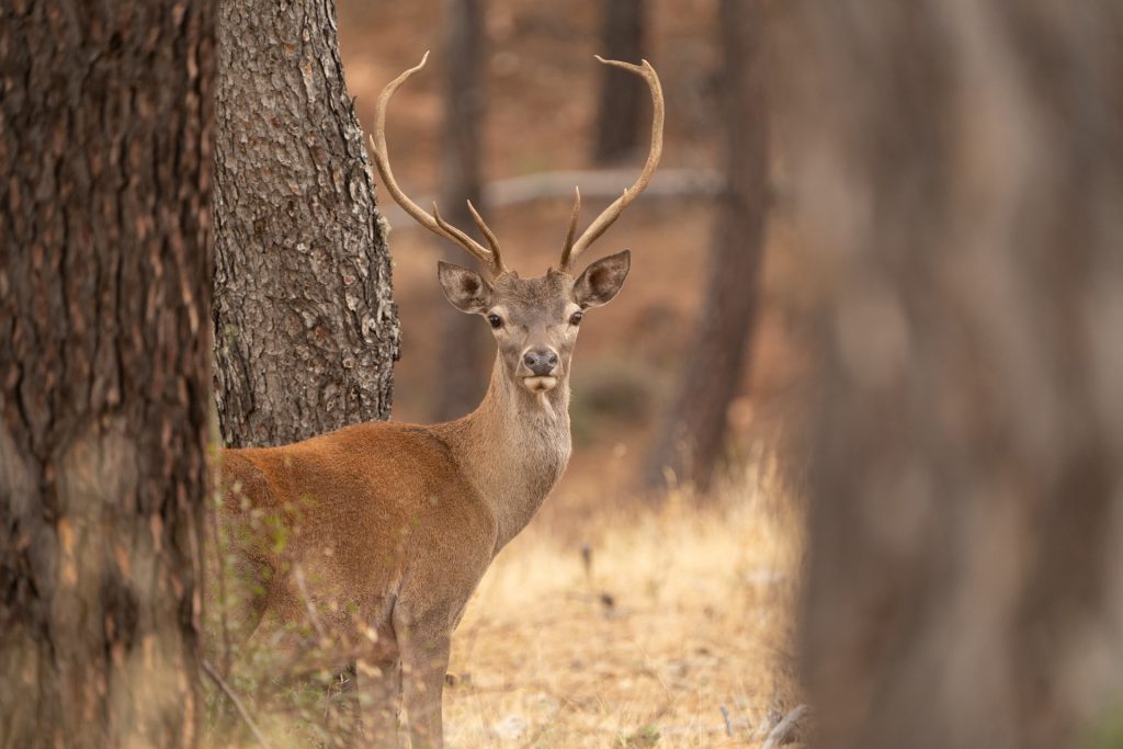 Berrea del ciervo 9 salida fotografica berrea del ciervo fotografia de naturaleza malone nature vertical 2