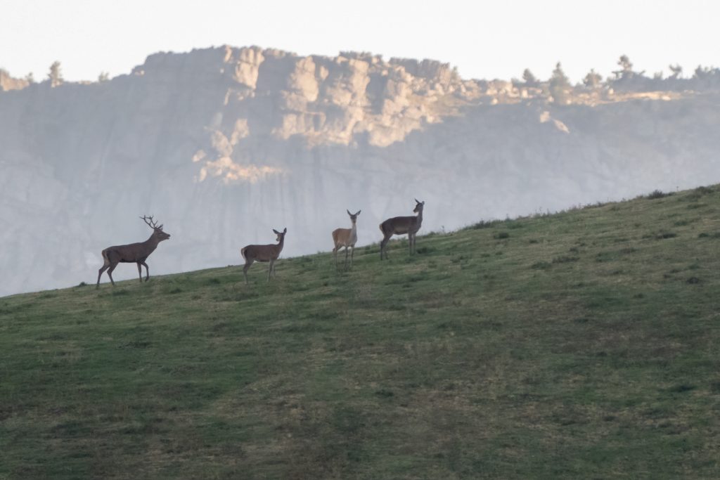 Berrea del ciervo 7 salida fotografica berrea del ciervo fotografia de naturaleza malone nature vertical 4