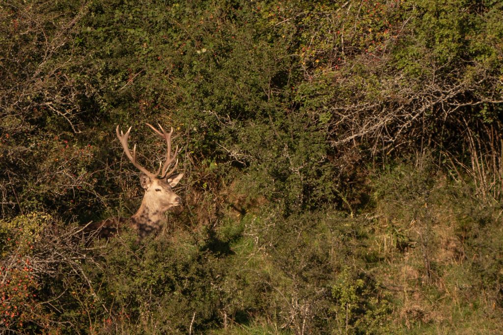 Berrea del ciervo 8 salida fotografica berrea del ciervo fotografia de naturaleza malone nature vertical 5