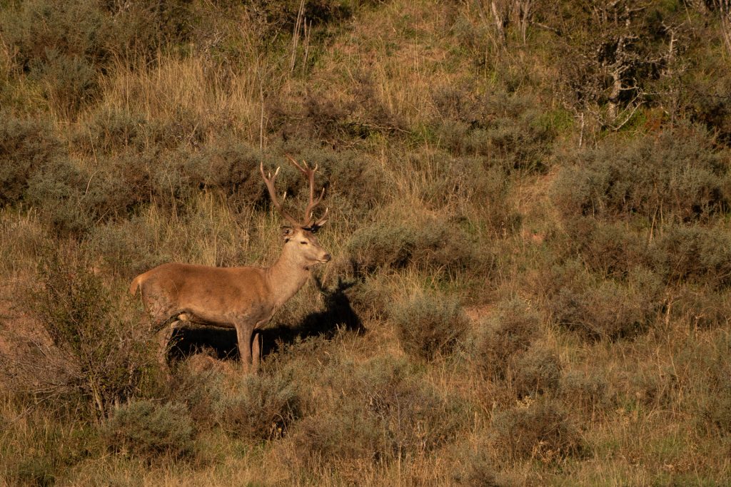 Berrea del ciervo 2 salida fotografica berrea del ciervo fotografia de naturaleza malone nature vertical 6