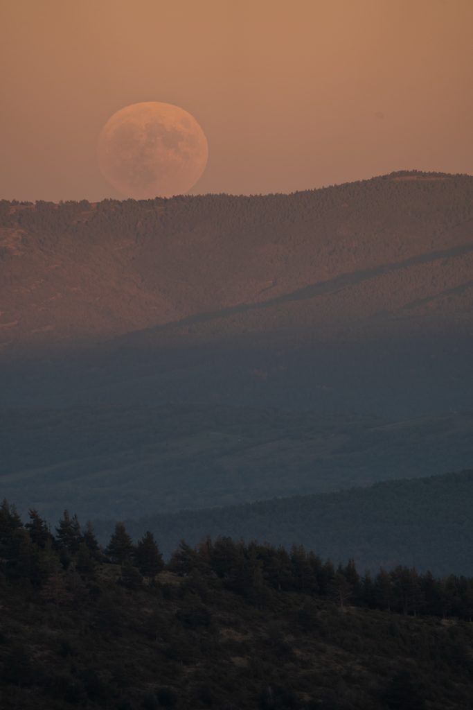 Berrea del ciervo 6 salida fotografica berrea del ciervo fotografia de naturaleza malone nature vertical 7