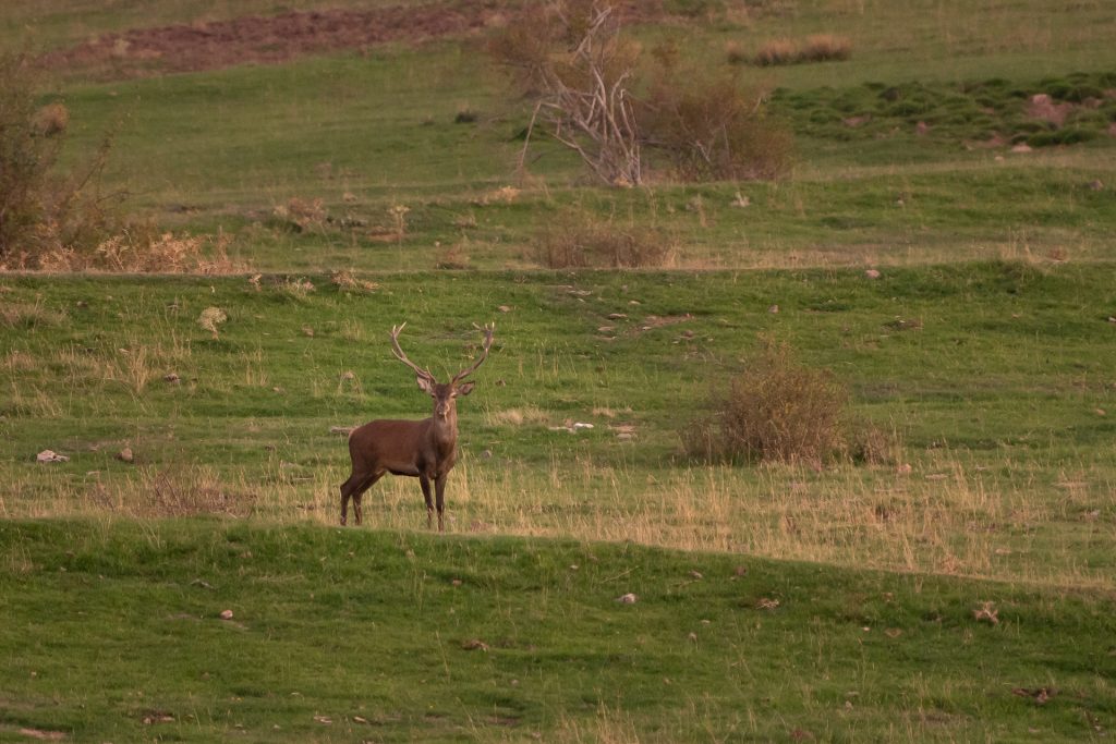 Berrea del ciervo 5 salida fotografica berrea del ciervo fotografia de naturaleza malone nature vertical 9